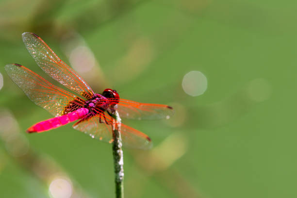 istock Insect red dragonfly in nature pond 1181548440