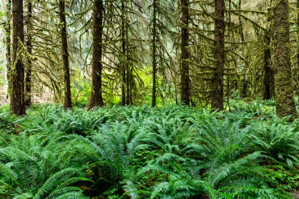 istock Ferns and trees at the Olympic National Park in Washington State during Summer 1181551686