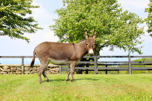 A small miniature Mediterranean donkey grzes on a fenced in pasture
