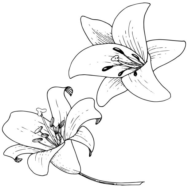 istock Vector Lily floral botanical flower. Engraved ink art on white background. Isolated lilium illustration element. 1181554728