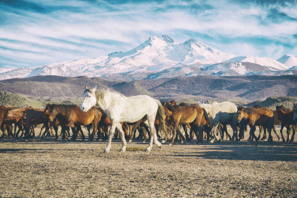 Wild Horses of Anatolia with Mount Erciyes at the background