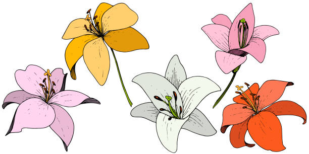 벡터 릴리 꽃 식물 꽃입니다. 흰색 배경에 잉크 아트가 새겨진. 격리 된 라일륨 그림 요소. - water lily stock illustrations