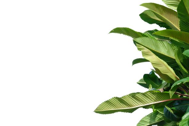 istock Elephant apple tree with leaves and branches on white isolated background 1181555759