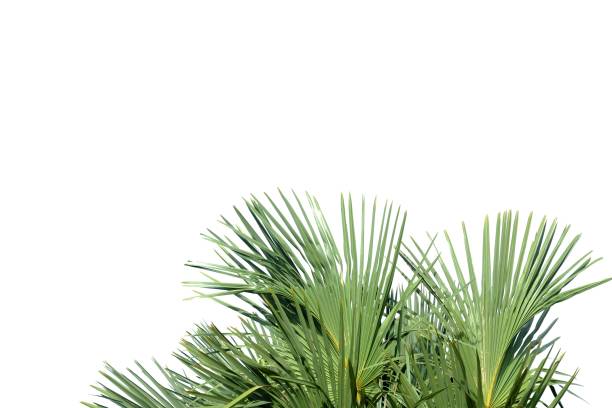 istock Tropical palm leaves with branches on white isolated background 1181555762