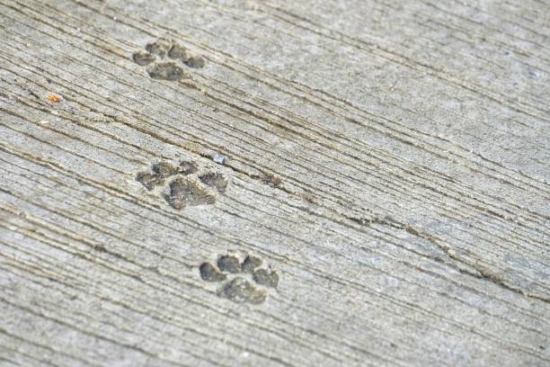with rough skin pattern background