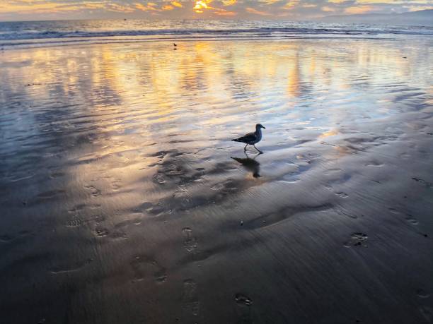 istock Seagull walking across the sand at low tide 1181556704