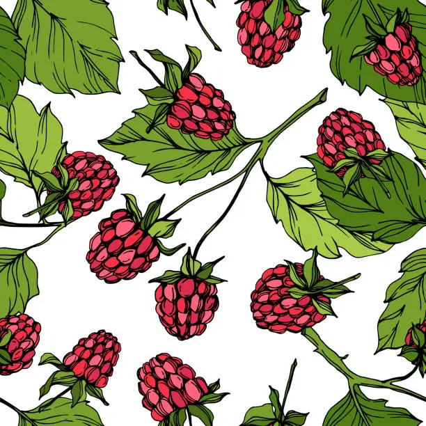 Vector illustration of Vector Raspberry healthy food isolated. Red and green engraved ink art. Seamless background pattern.