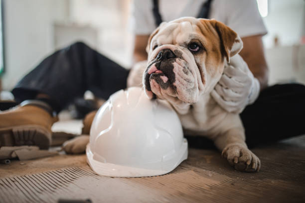 istock Bulldog at construction site! 1181559377