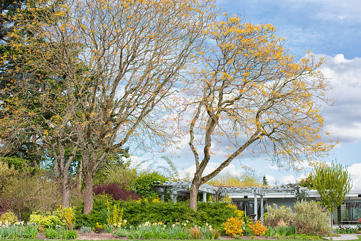 Bellevue, Washington USA - March 28, 2015 : Beautiful afternoon, Bellevue Botanical Garden filled with spring colors.