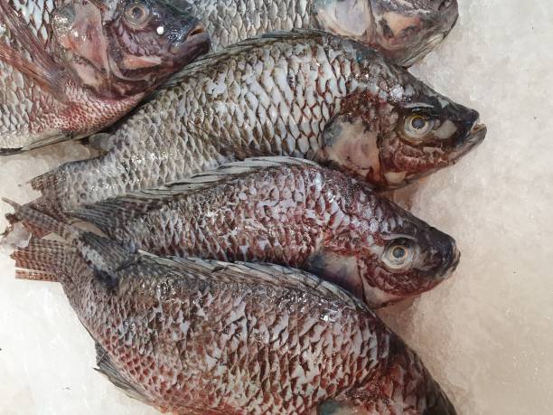 istock raw high protein sea food 1181561623