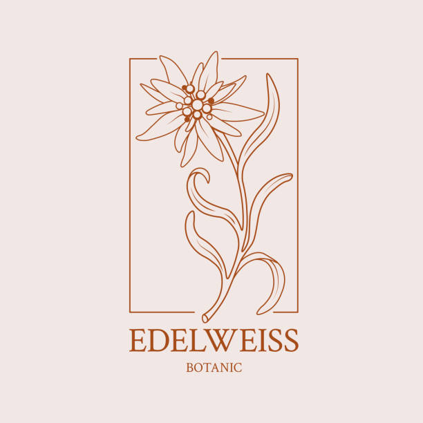 illustrazioni stock, clip art, cartoni animati e icone di tendenza di disegno floreale del logo con un fiore disegnato a mano di edelweiss - stella alpina