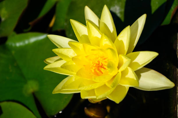 istock Yellow water lily flower - close-up 1181563759