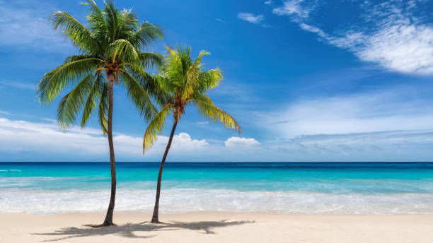 istock Sunny beach with coco palms and tropical sea 1181563911