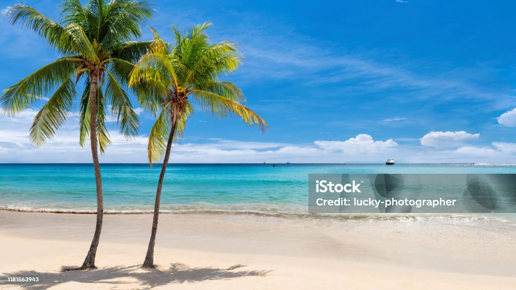 Tropical white sand beach with coco palms Panoramic view of Paradise white sand beach with coconut palm trees blue sky and Caribbean sea on Jamaica tropical island. Beach Stock Photo