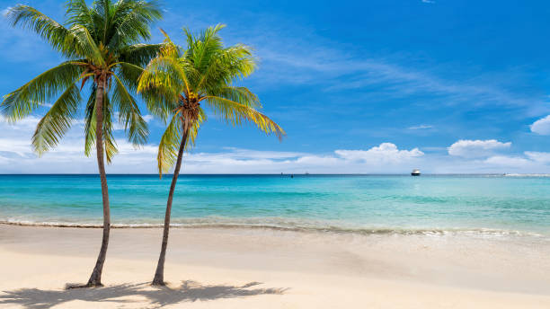 Tropical white sand beach with coco palms Panoramic view of Paradise white sand beach with coconut palm trees blue sky and Caribbean sea on Jamaica tropical island. coconut photos stock pictures, royalty-free photos & images