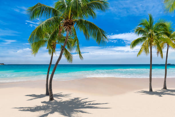istock Palm trees on Sunny tropical beach 1181563967