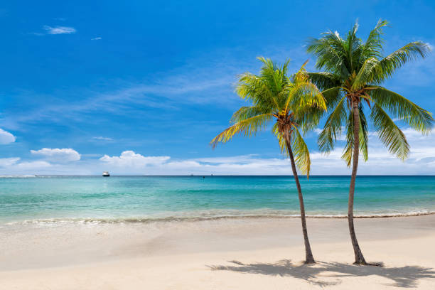 istock Exotic beach with white sand and Caribbean sea 1181563974