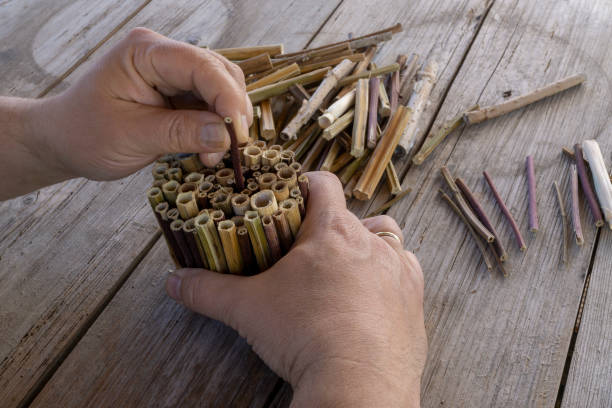 Do it yourself insect hotel made from hollow plant stalks stock photo