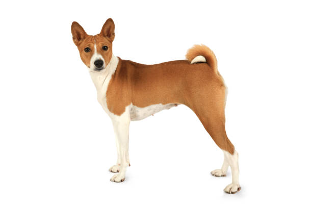 istock Dog breed Basenji isolated on white background 1181566384