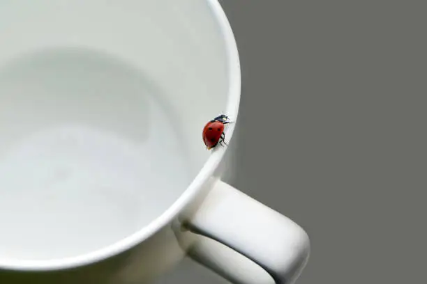 Photo of Morning background, ladybug crawling on a coffee cup on the table
