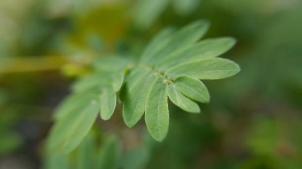 istock Demure mimosa 1181568915