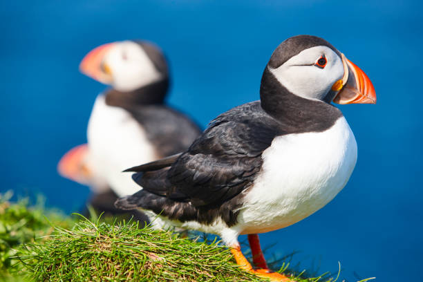 istock Puffins on Mykines cliffs and atlantic ocean. Faroe birdlife 1181568950