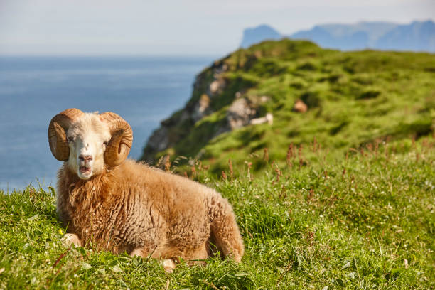istock Sheep lamb grazing on the Faroe islands green meadows 1181568982