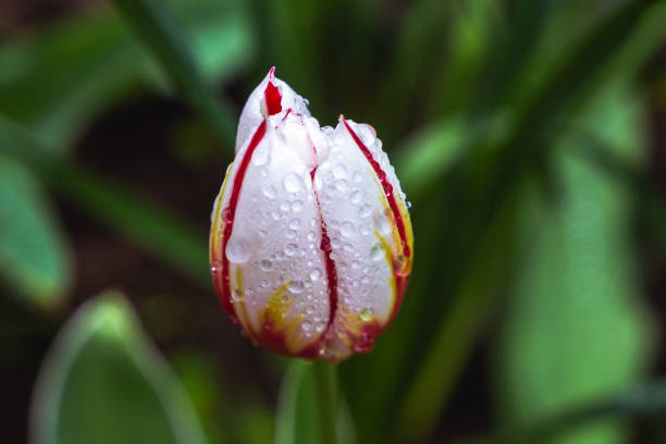Tulip in the garden. red tulip. tulip with water drops.
