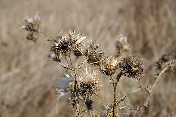 istock beautiful dry plants in October 1181569090