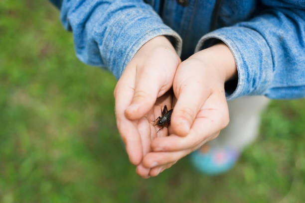 istock Cricket in my hands 1181570650