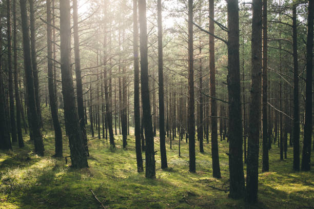 Beautiful wet forest after rain and at sunset.