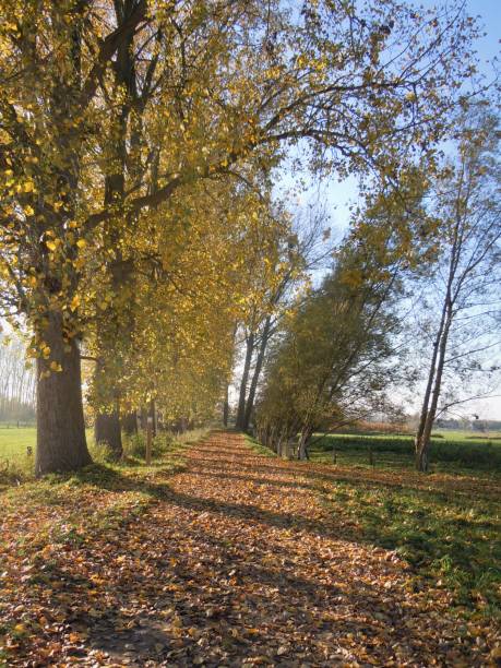 istock Autumn in Flanders - Berlaere 2015 1181571863