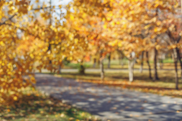 Blurred background of autumn park with bokeh. Defocused view with yellow and orange colors
