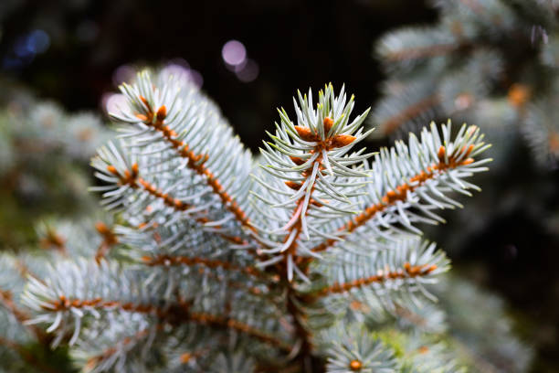 istock Blue spruce. Coniferous tree branch. New Year's and Christmas. 1181575782