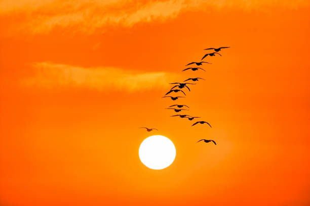 istock Sunrise and flying birds VD702 1181577006