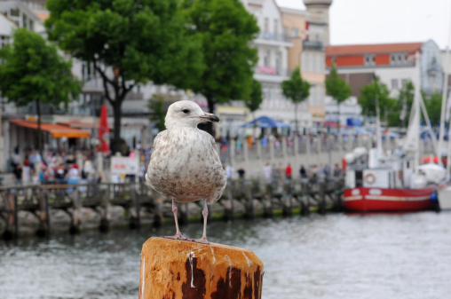 Starting seagull in front of the Elbe river shipyards and the Altonaer fish market in Hamburg, Germany