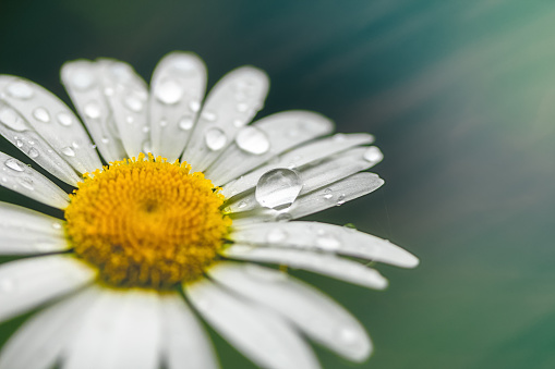 Transparent raindrops on the petals of a daisy flower close-up in the sun. Copyspace.
