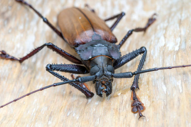 Giant Fijian longhorn beetle from island Koh Phangan, Thailand. Close up, macro. Giant Fijian long-horned beetle, Xixuthrus heros is one of largest living insect species.Large tropical beetle species escarabajo gigante de cuerno largo de fiji de la isla koh phangan, tailandia. primer plano, macro. el escarabajo gigante de cuerno largo de fiji, los héroes de xixuthrus es una de las especies de insectos vivos más grandes. grandes especies de escarabajo