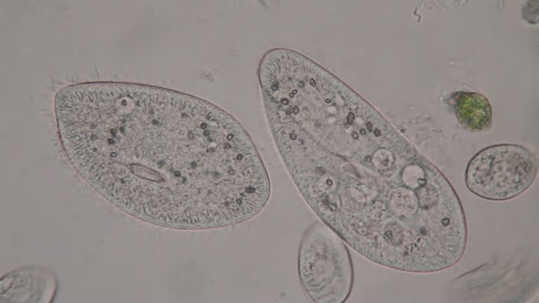 2,691 Animal Cell Structure Stock Videos and Royalty-Free Footage - iStock | Cell membrane, Plant cell, Animal cells 2,691 Animal Cell Structure Stock Videos and Royalty-Free Footage - iStock | Cell membrane, Plant cell, Animal cells