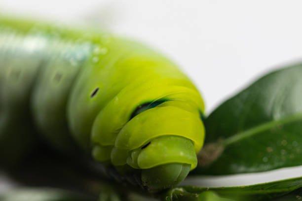 Beautiful of Daphnis nerii, Pupa Stage or Chrysalis Stage. Beautiful of Daphnis nerii, Pupa Stage or Chrysalis Stage. oleander hawk moth stock pictures, royalty-free photos & images