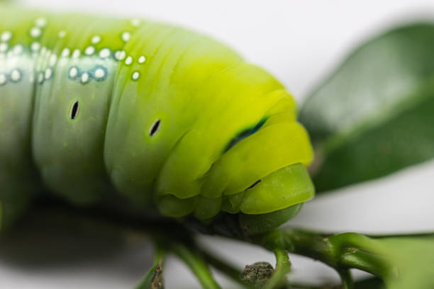 Beautiful of Daphnis nerii, Pupa Stage or Chrysalis Stage. Beautiful of Daphnis nerii, Pupa Stage or Chrysalis Stage. oleander hawk moth stock pictures, royalty-free photos & images