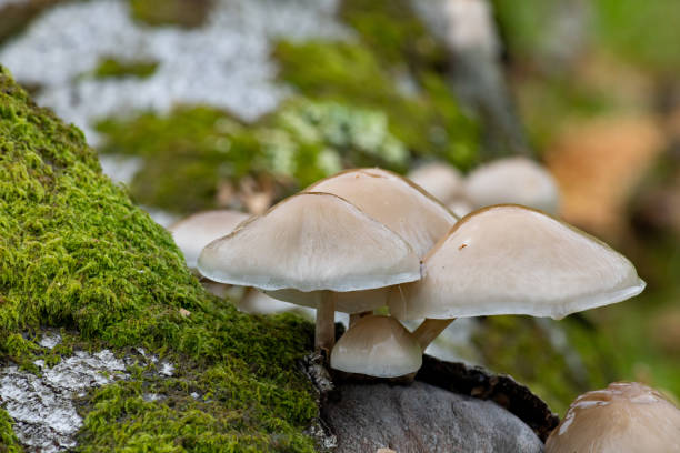 istock Porcelain Fungus growing on a dead beech tree 1181581904