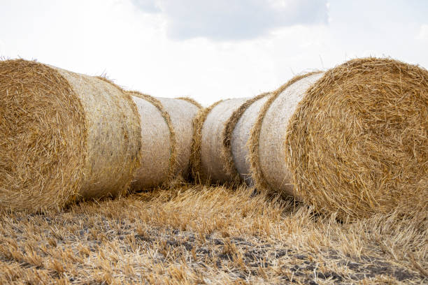 istock Straw bales on the field. 1181583598