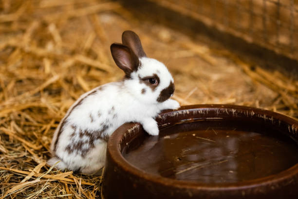 410+ Bunny Drinking Stock Photos, Pictures & Royalty-Free Images - iStock | Deer drinking