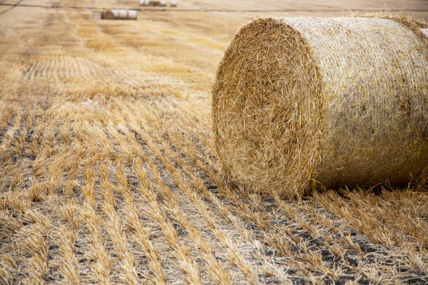 istock Straw bales on the field. 1181583633