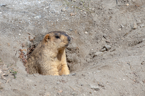 Funny marmot peeking out of a burrow in Himalayas mountain, Ladakh region, India. Nature and travel concept
