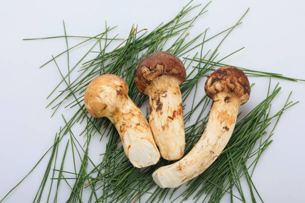 mushroom a mushroom matsutake mushroom stock pictures, royalty-free photos & images