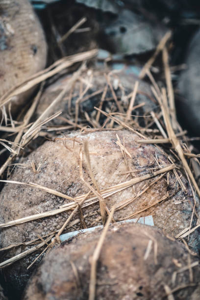 primo primo piatto di formaggi toscani autunnali stagionati in un mercato contadino. - piedmont cheese homemade italy foto e immagini stock