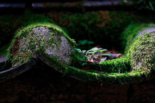 Old Kiwatjang, Moss