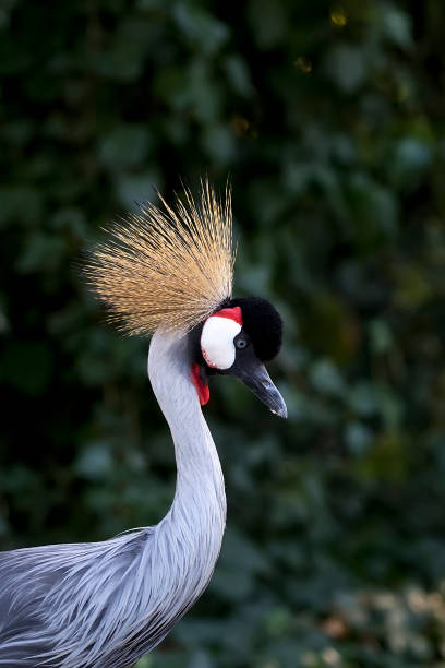 istock Grey Crowned Crane a portrait 1181587665